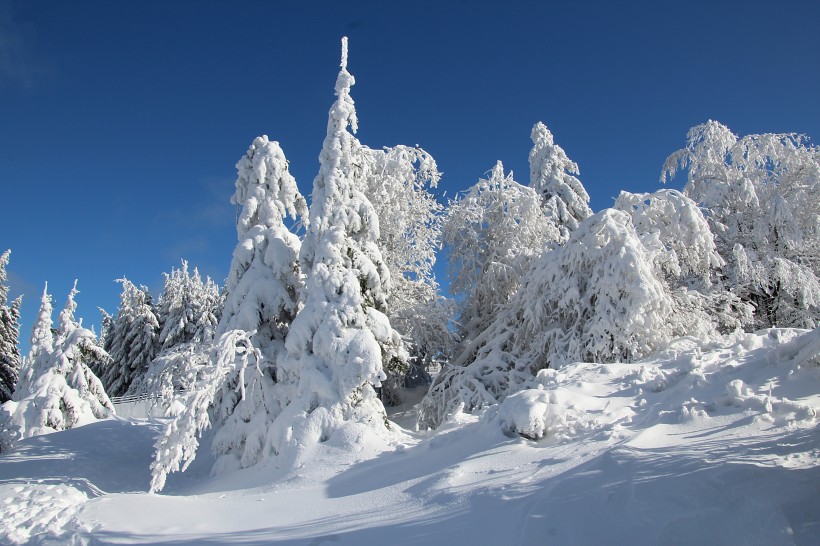 冬天自然风景大雪覆盖的树木图片