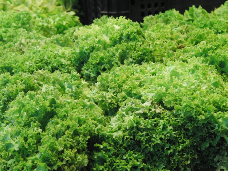 绿油油的营养蔬菜生菜图片