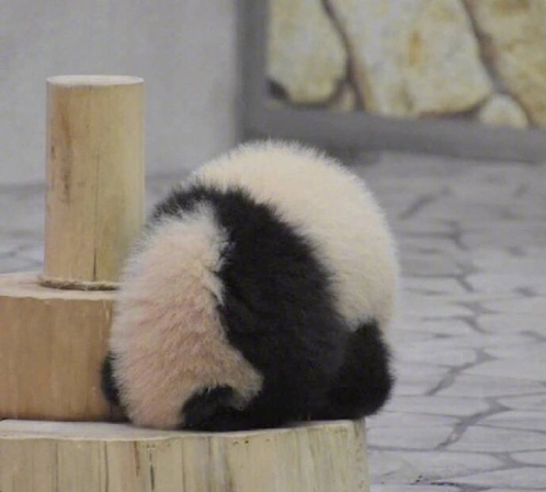 国宝大熊猫小背影萌萌哒图片