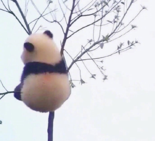 国宝大熊猫小背影萌萌哒图片
