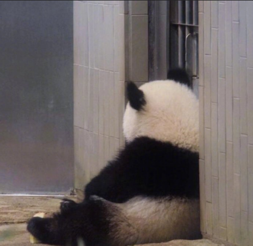 国宝大熊猫小背影萌萌哒图片