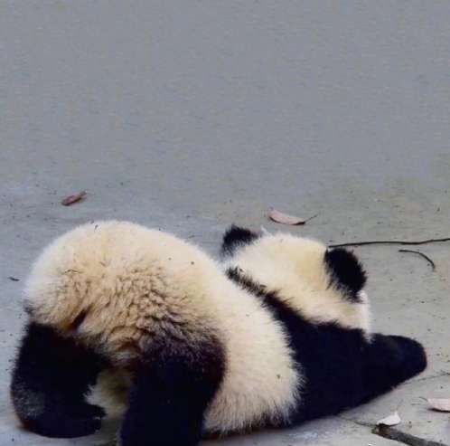 国宝大熊猫小背影萌萌哒图片