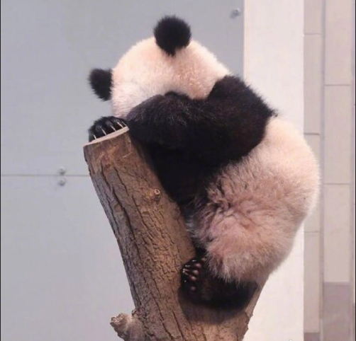 国宝大熊猫小背影萌萌哒图片