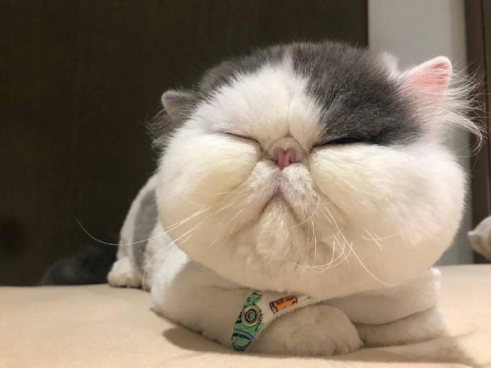 超可爱的萌宠大饼脸加菲猫图片