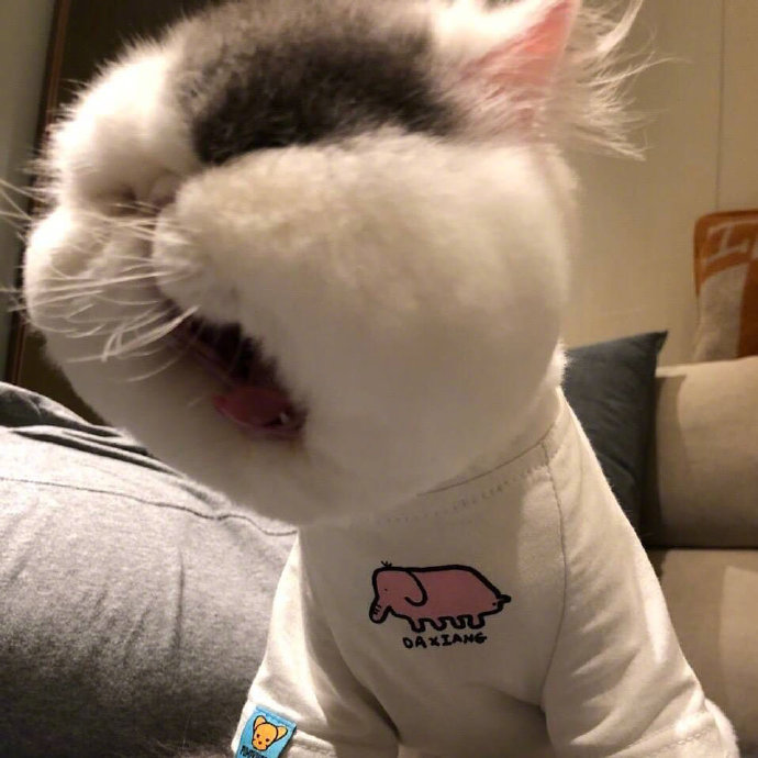 超可爱的萌宠大饼脸加菲猫图片