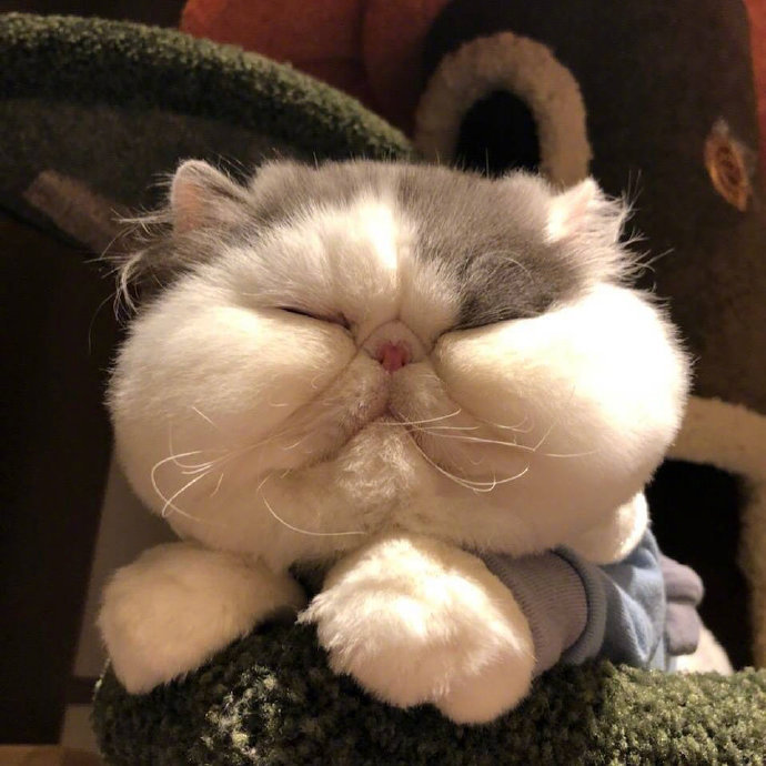 超可爱的萌宠大饼脸加菲猫图片