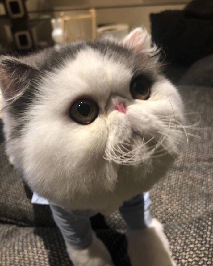 超可爱的萌宠大饼脸加菲猫图片