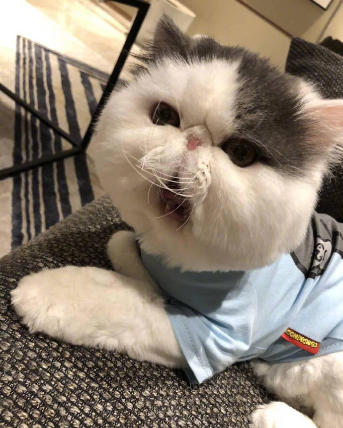 超可爱的萌宠大饼脸加菲猫图片