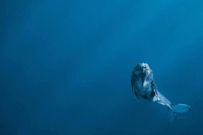 海洋生物鲸鱼图片 海蓝时见鲸 