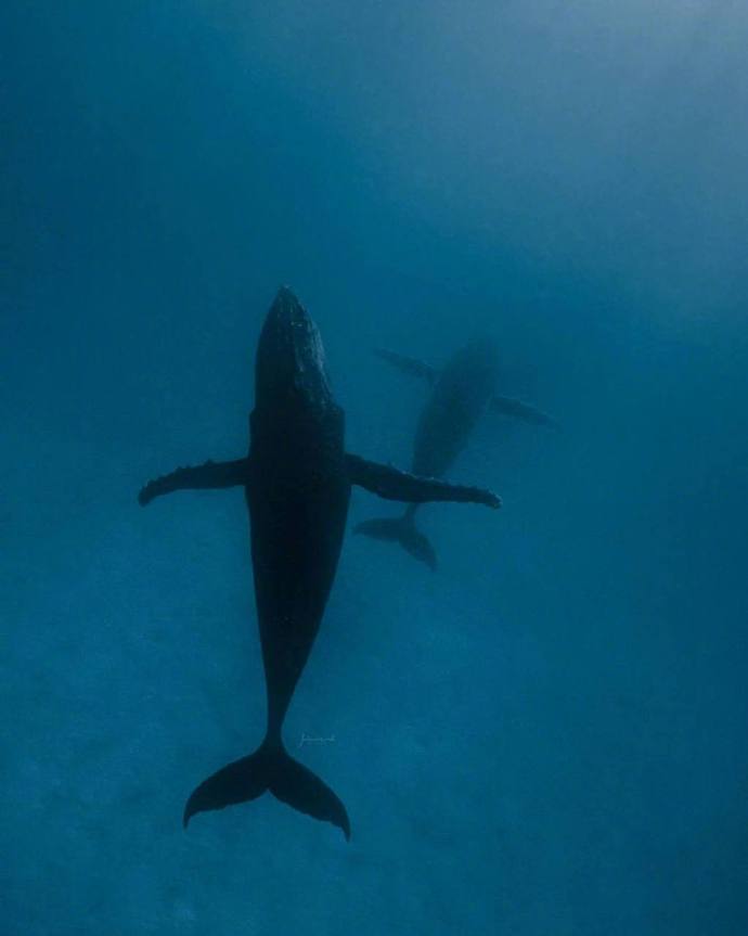 海洋生物鲸鱼图片 海蓝时见鲸 