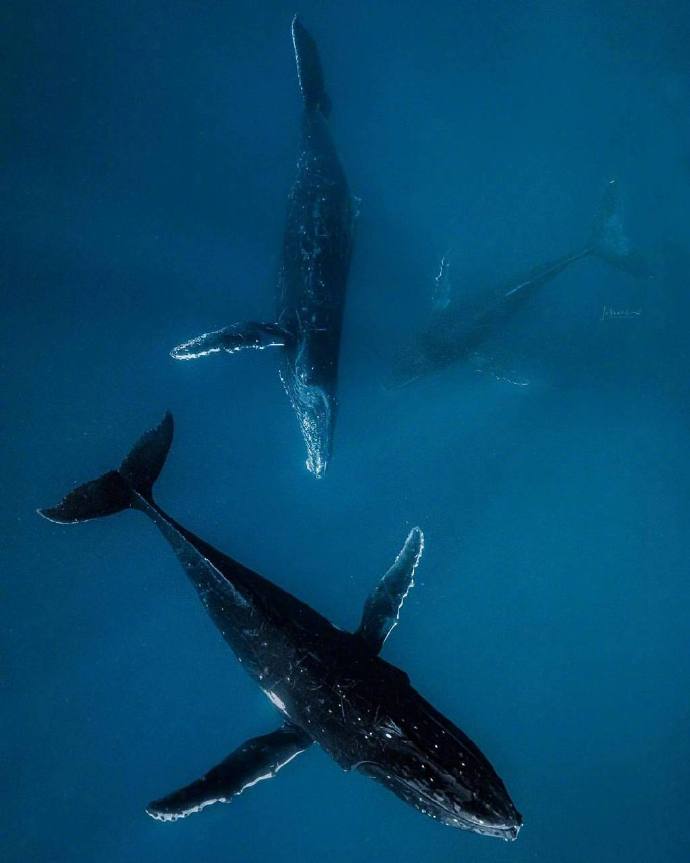 海洋生物鲸鱼图片 海蓝时见鲸 