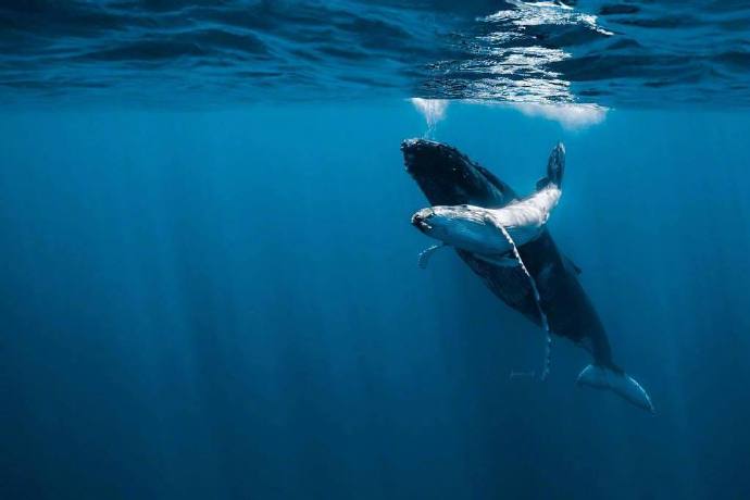 海洋生物鲸鱼图片 海蓝时见鲸 