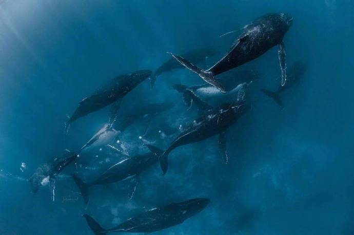 海洋生物鲸鱼图片 海蓝时见鲸 