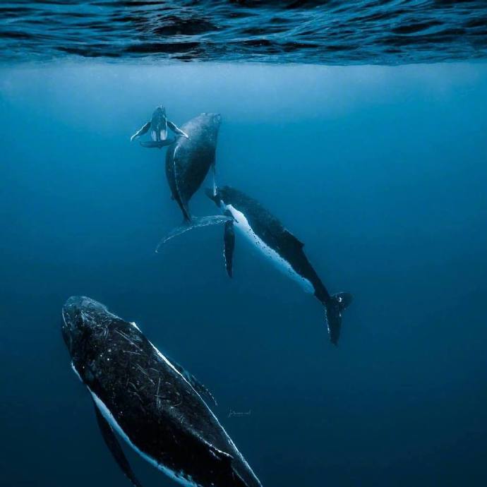 海洋生物鲸鱼图片 海蓝时见鲸 