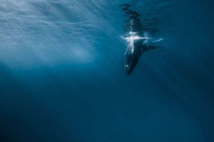 海洋生物鲸鱼图片 海蓝时见鲸 