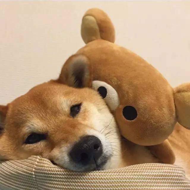 萌宠小柴犬像级了你赖床的样子