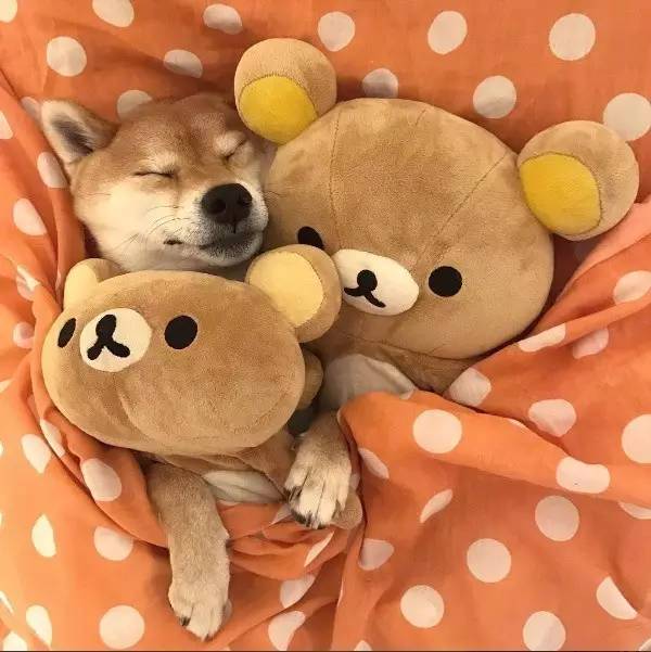 萌宠小柴犬像级了你赖床的样子