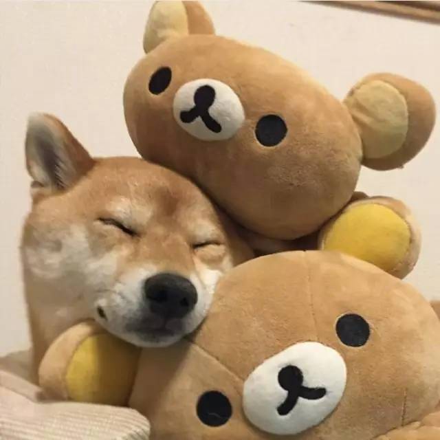 萌宠小柴犬像级了你赖床的样子
