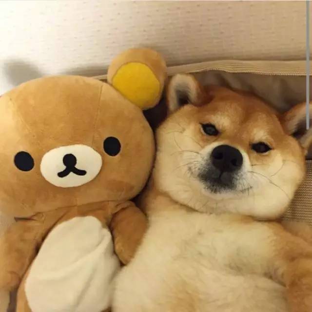 萌宠小柴犬像级了你赖床的样子