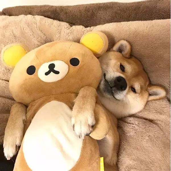 萌宠小柴犬像级了你赖床的样子