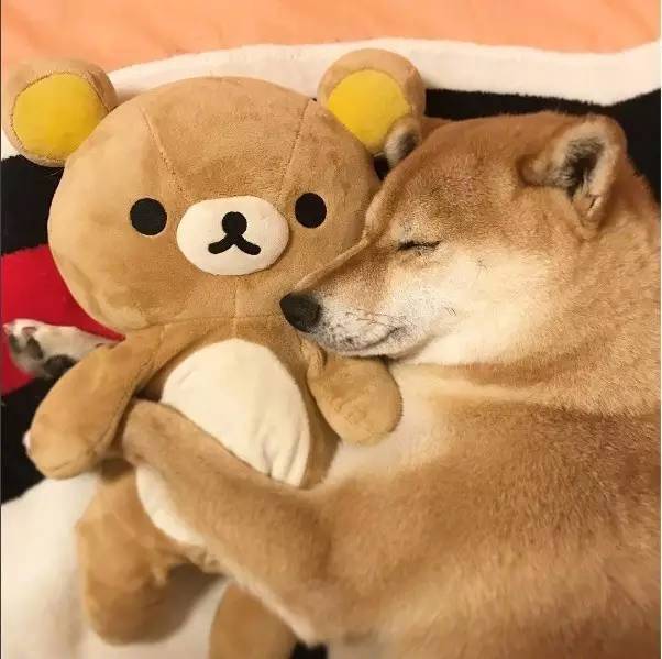 萌宠小柴犬像级了你赖床的样子