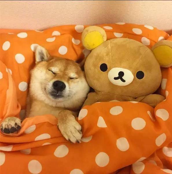 萌宠小柴犬像级了你赖床的样子