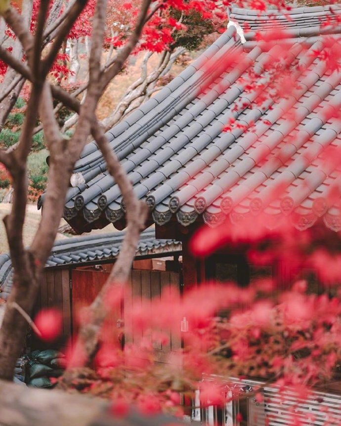 唯美秋天的景色图片  秋天的落叶图片