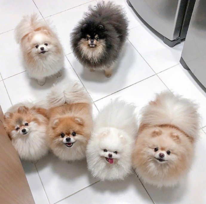 萌宠博美犬图片 这也太可爱了叭