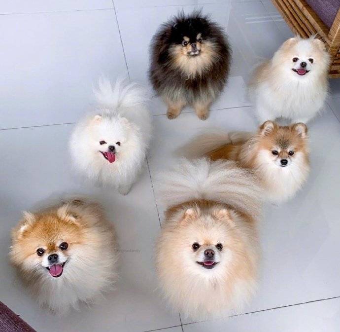 萌宠博美犬图片 这也太可爱了叭