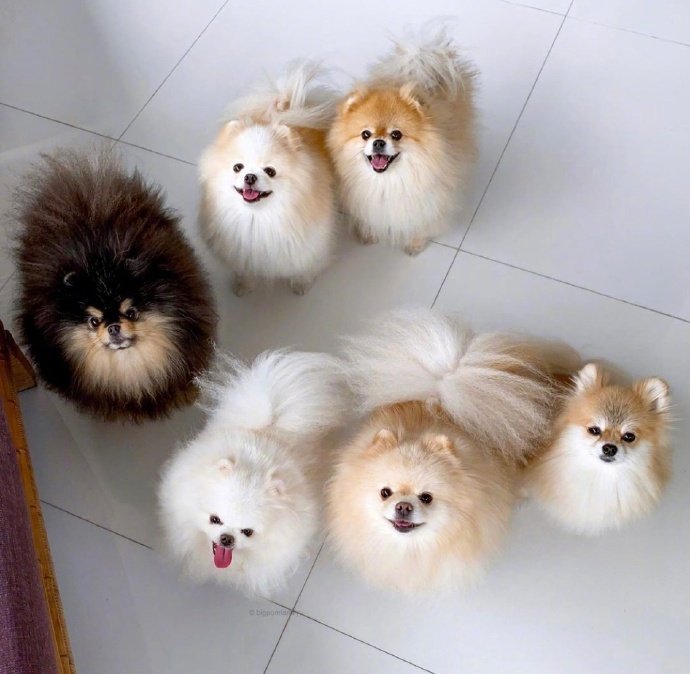 萌宠博美犬图片 这也太可爱了叭