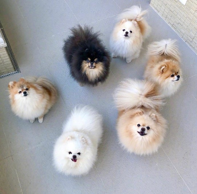 萌宠博美犬图片 这也太可爱了叭