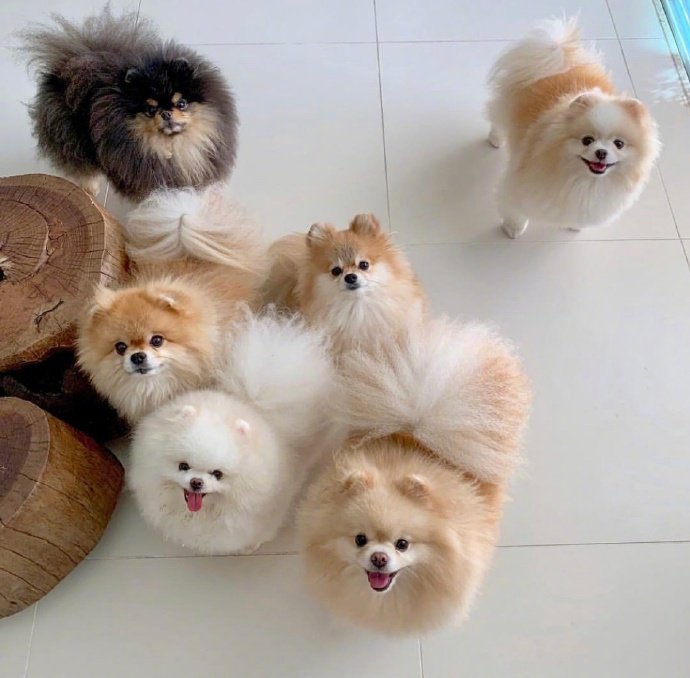 萌宠博美犬图片 这也太可爱了叭