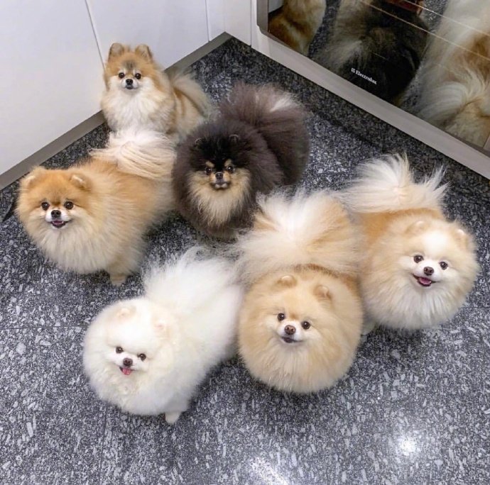 萌宠博美犬图片 这也太可爱了叭
