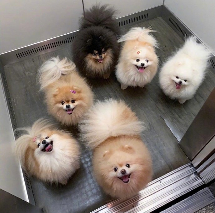 萌宠博美犬图片 这也太可爱了叭