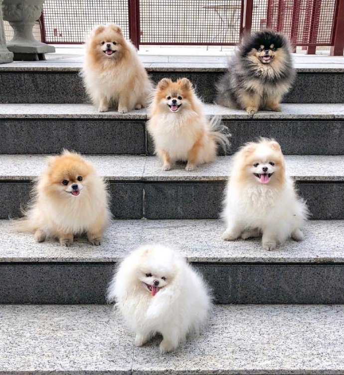 萌宠博美犬图片 这也太可爱了叭
