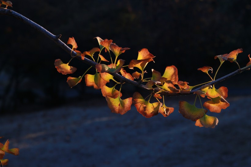 秋天的景色金色银杏树叶图片