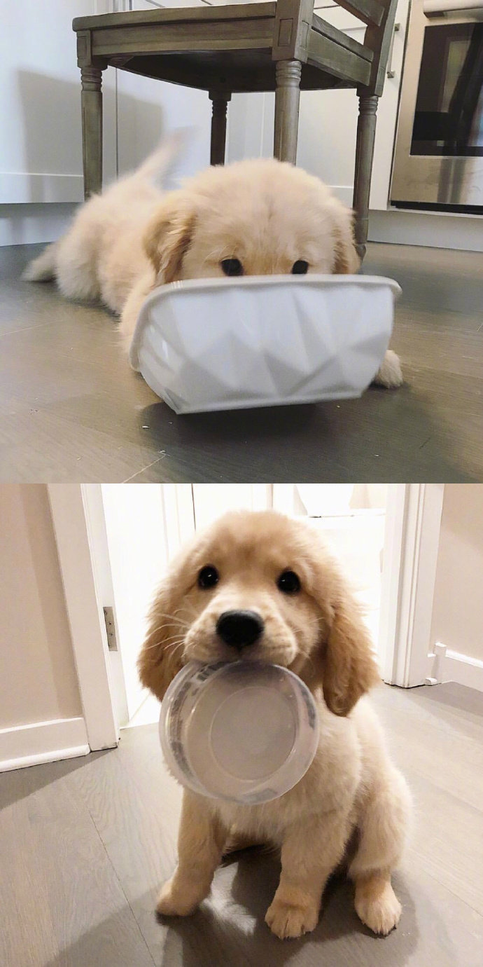 宠物狗狗图片 可爱的小金毛犬图片