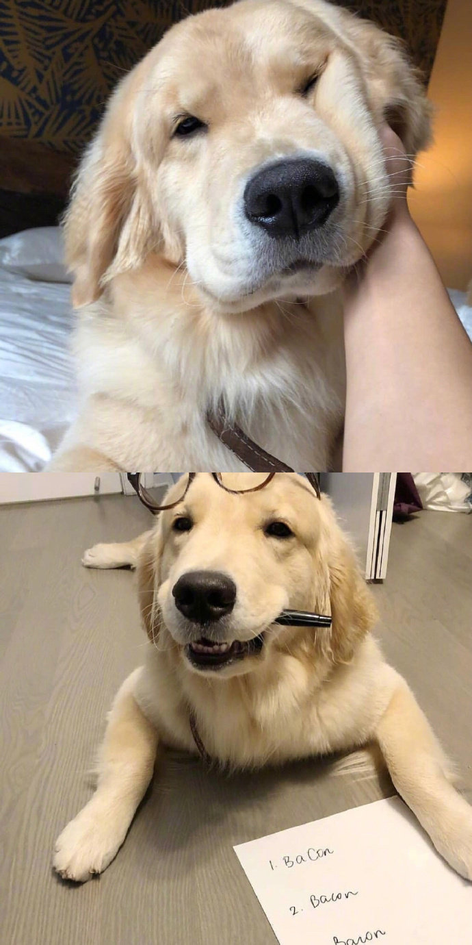 宠物狗狗图片 可爱的小金毛犬图片