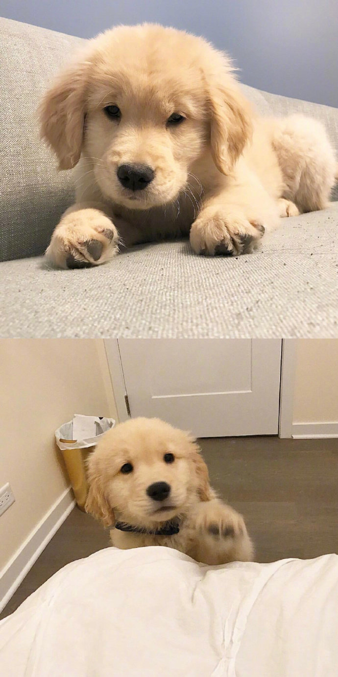 宠物狗狗图片 可爱的小金毛犬图片