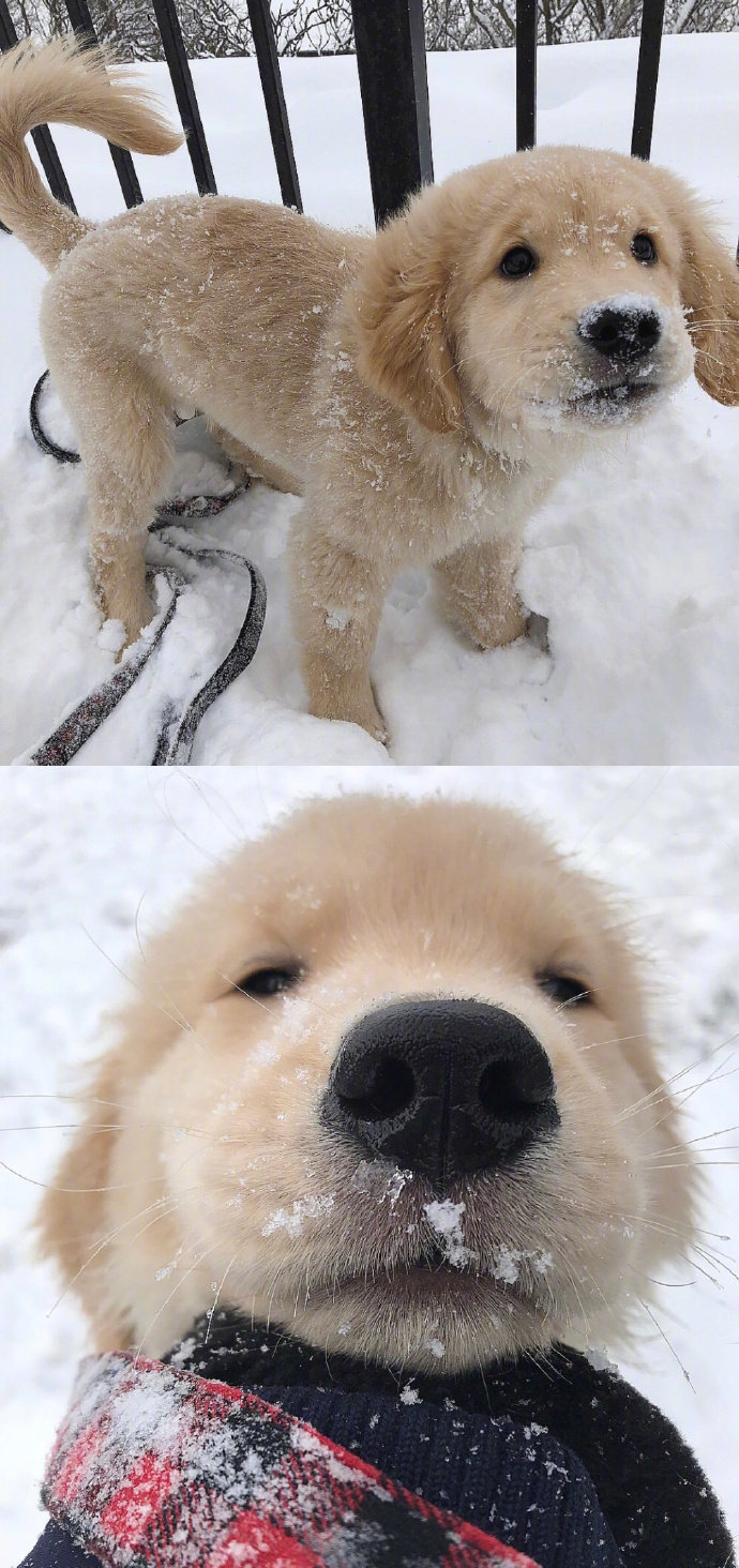宠物狗狗图片 可爱的小金毛犬图片