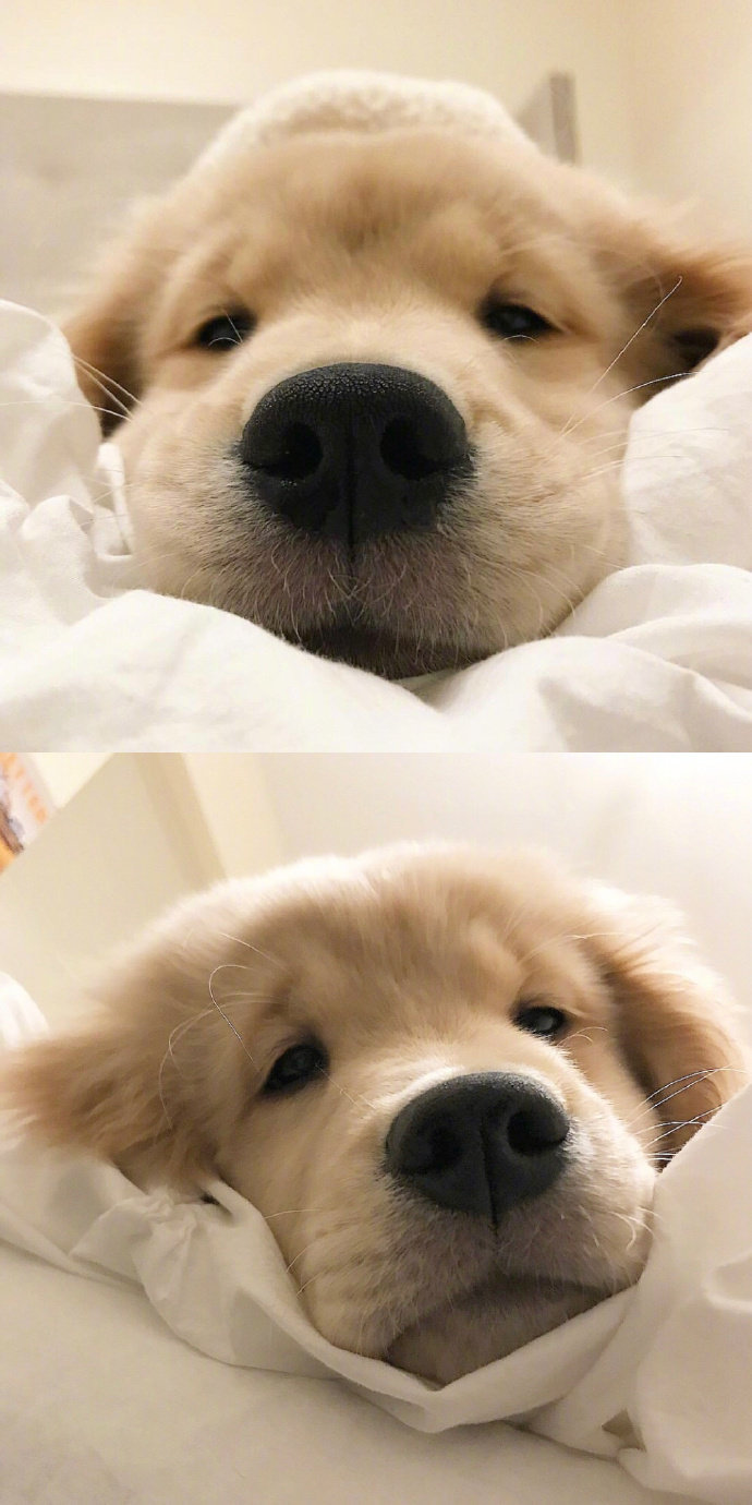 宠物狗狗图片 可爱的小金毛犬图片