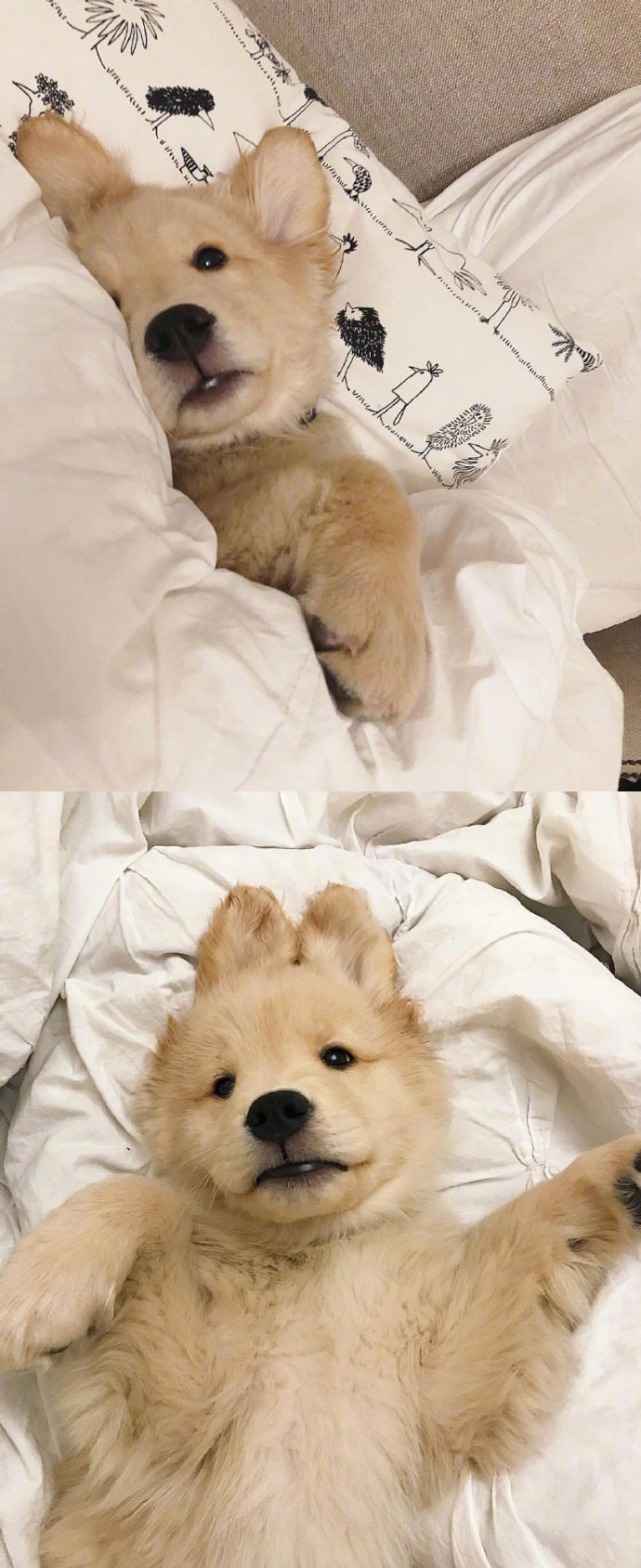 宠物狗狗图片 可爱的小金毛犬图片