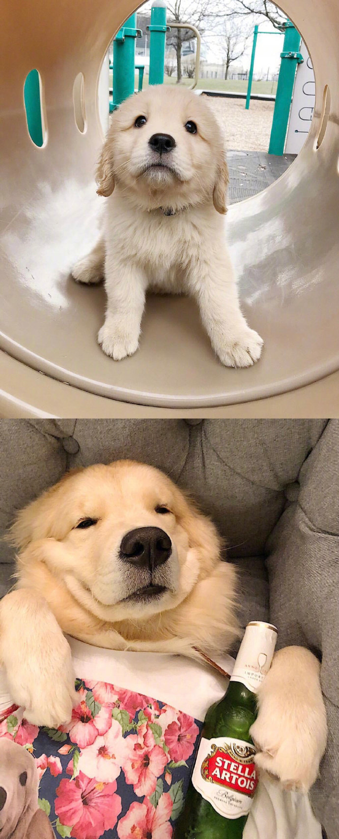 宠物狗狗图片 可爱的小金毛犬图片