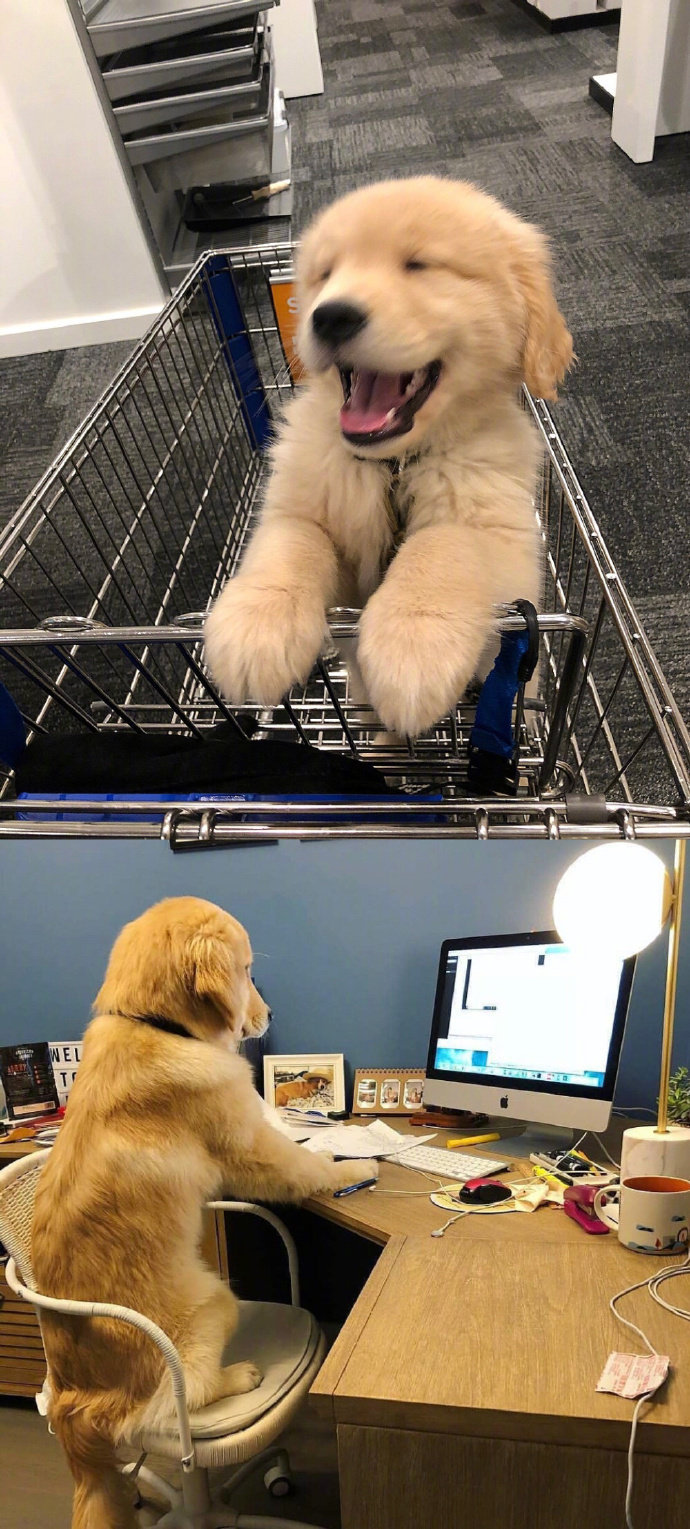 宠物狗狗图片 可爱的小金毛犬图片