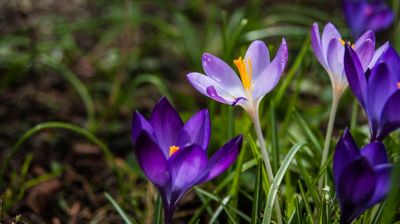 花卉西红花又名藏红花图片