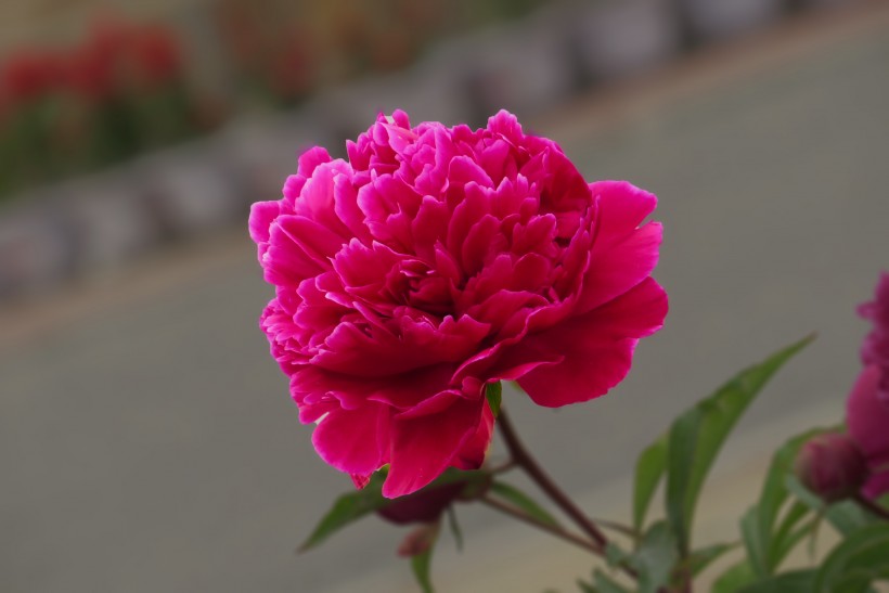 五月花神花中丞相又名芍药花图片