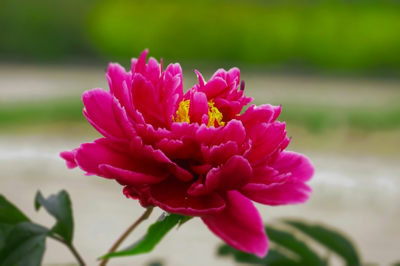 五月花神花中丞相又名芍药花图片