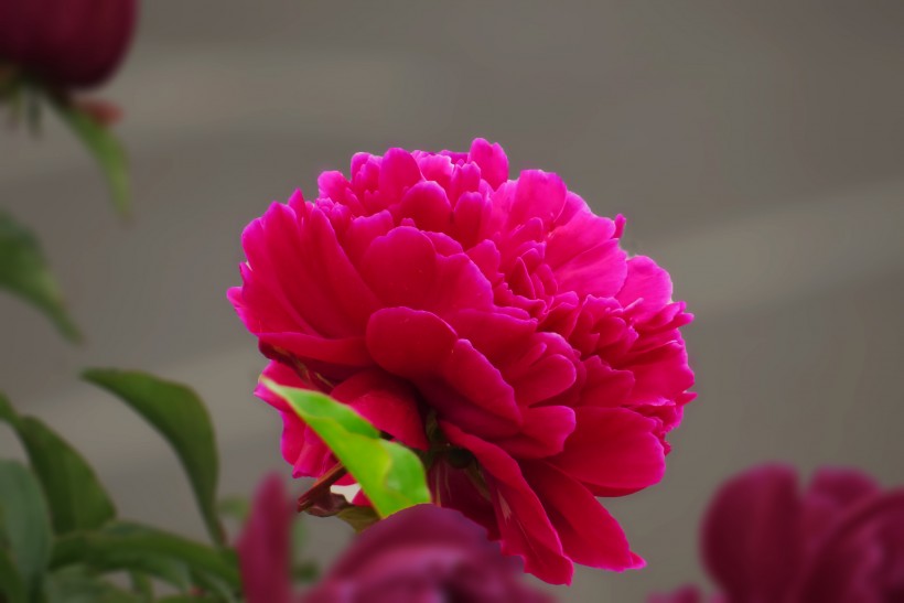 五月花神花中丞相又名芍药花图片