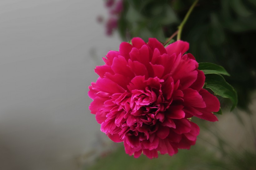 五月花神花中丞相又名芍药花图片