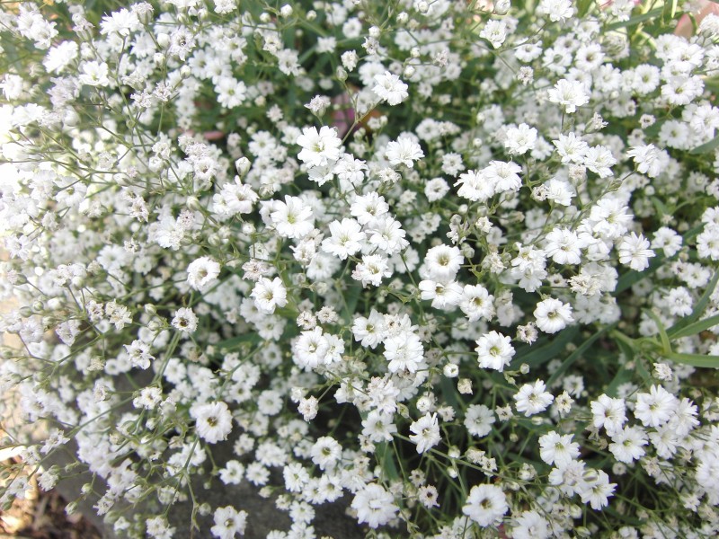 石竹科草本植物丝石竹又名满天星图片